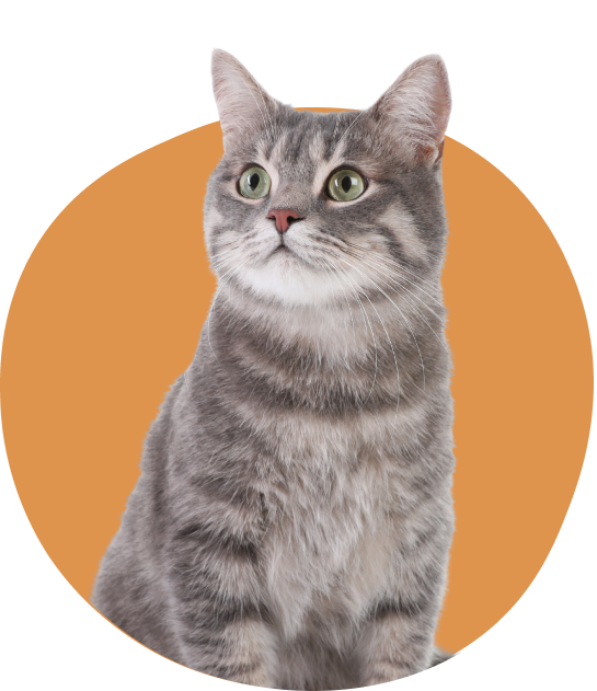 Chat gris assis qui regarde ailleurs sur fond orange rond