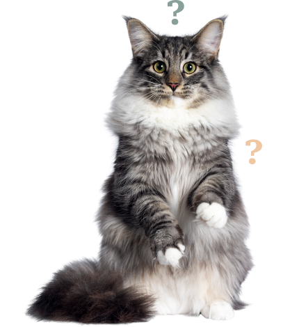 Chat gris assis sur 2 pattes avec des points d'interrogation autour