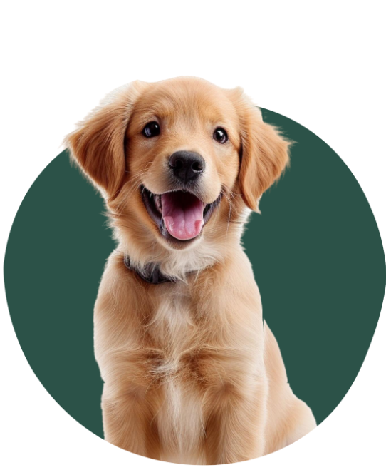 Chiot Golden retriever beige langue tiré de face