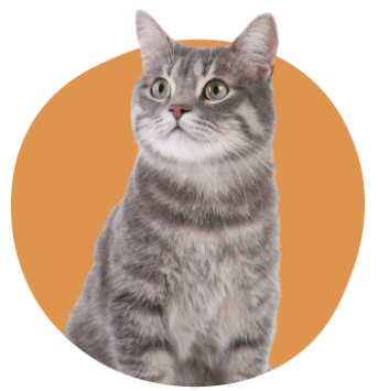 Chat gris assis qui regarde ailleurs sur fond orange rond