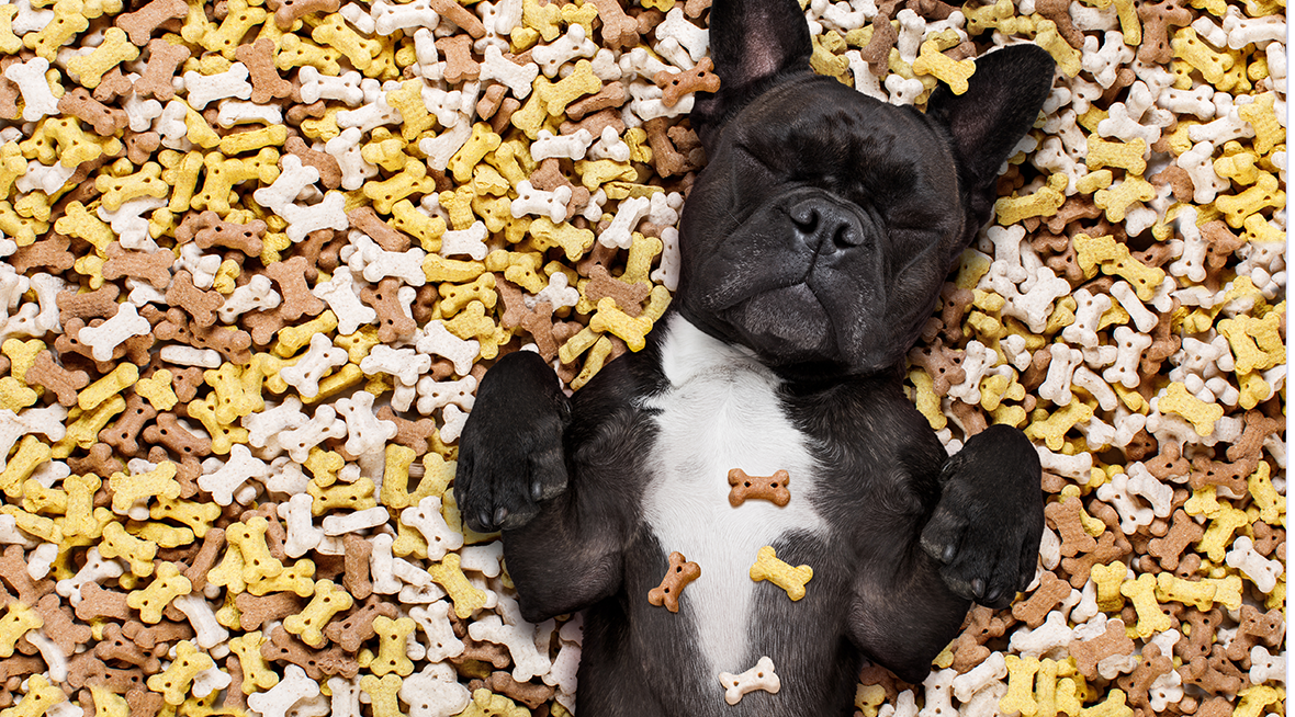 Les friandises pour chien : bien choisir pour la santé de votre compagnon