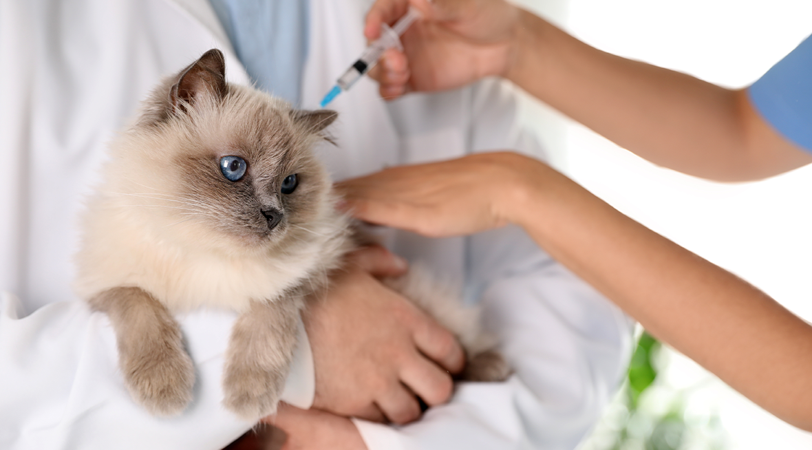 Vaccin chat : protéger son félin à chaque étape de sa vie