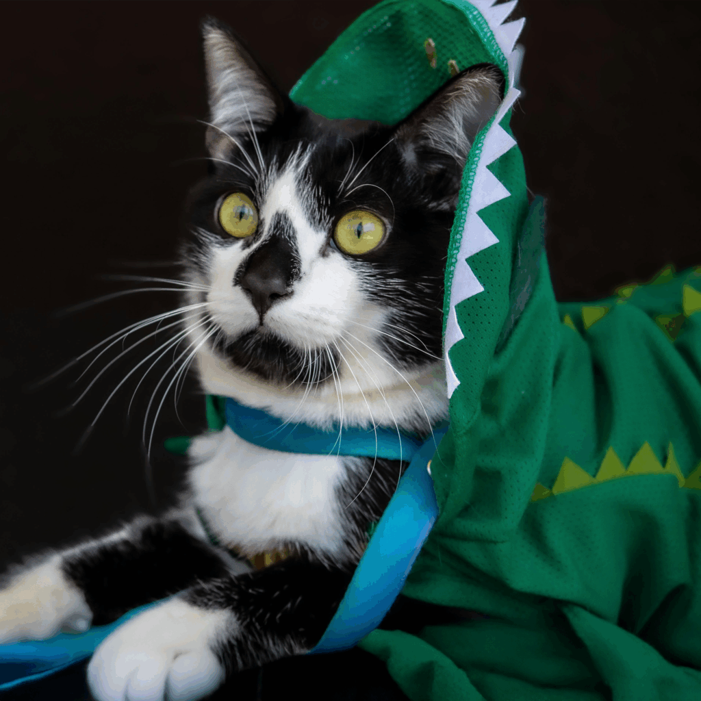 Gros plan d'un chat noir et blanc aux yeux jaunes, portant un costume vert de dinosaure.
