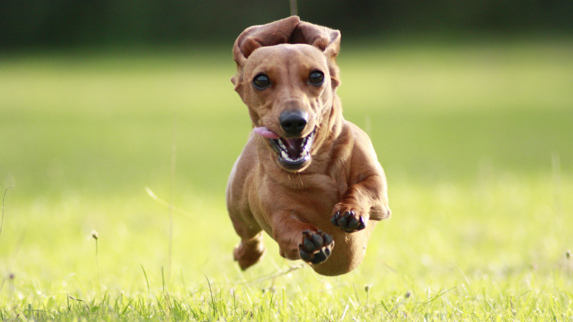 Teckel : tout savoir sur cette race de chien au grand caractère