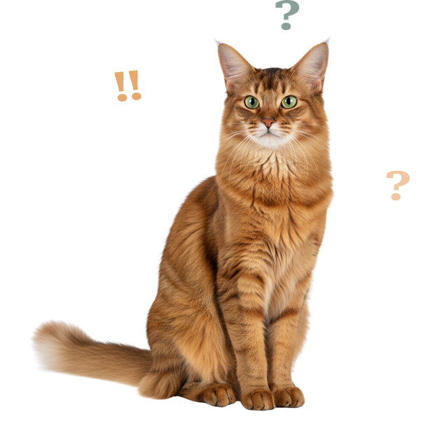 chat orange questions