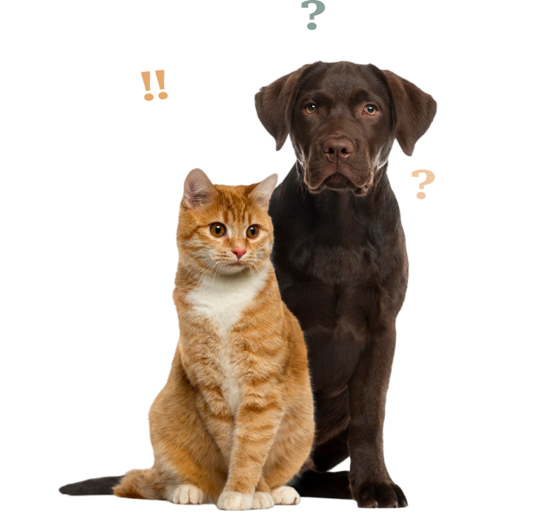 Un chat roux et blanc est assis devant un Labrador marron foncé, avec des symboles de surprise et de question au-dessus d'eux.