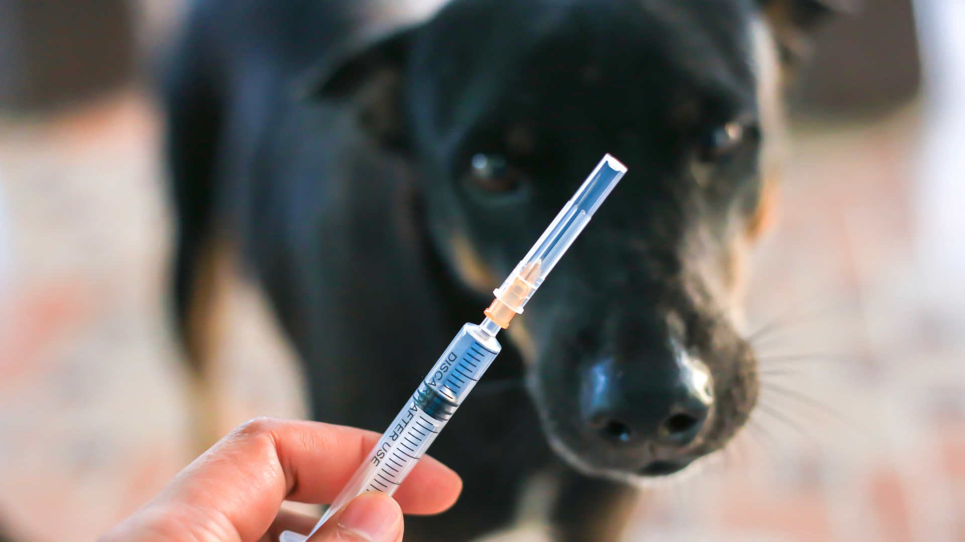 Vaccin pour chien : tout savoir sur la protection votre compagnon