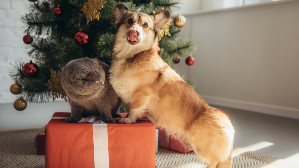 chien et chat sur cadeau