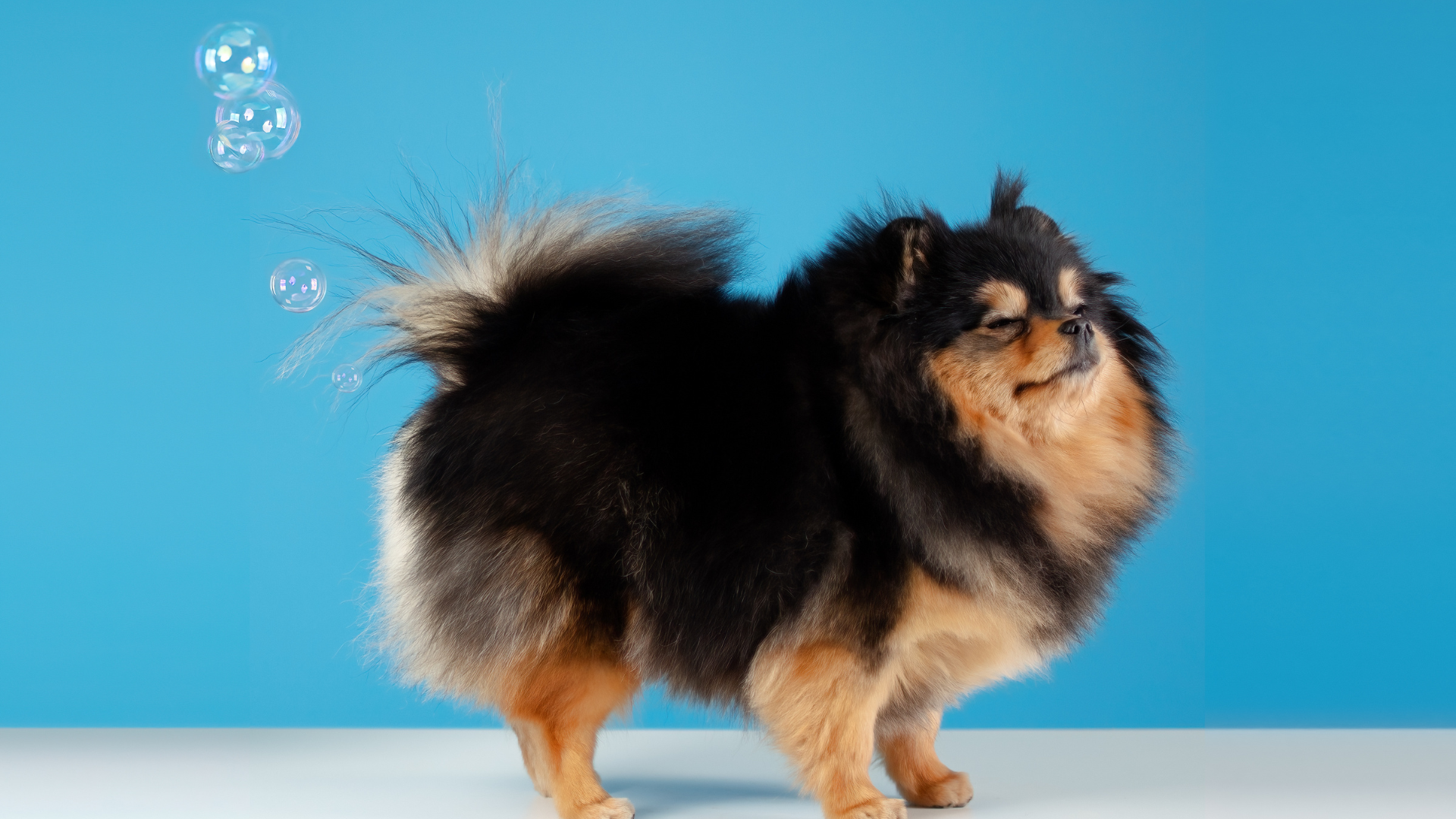 Constipation chez le chien : causes, symptômes et solutions durables