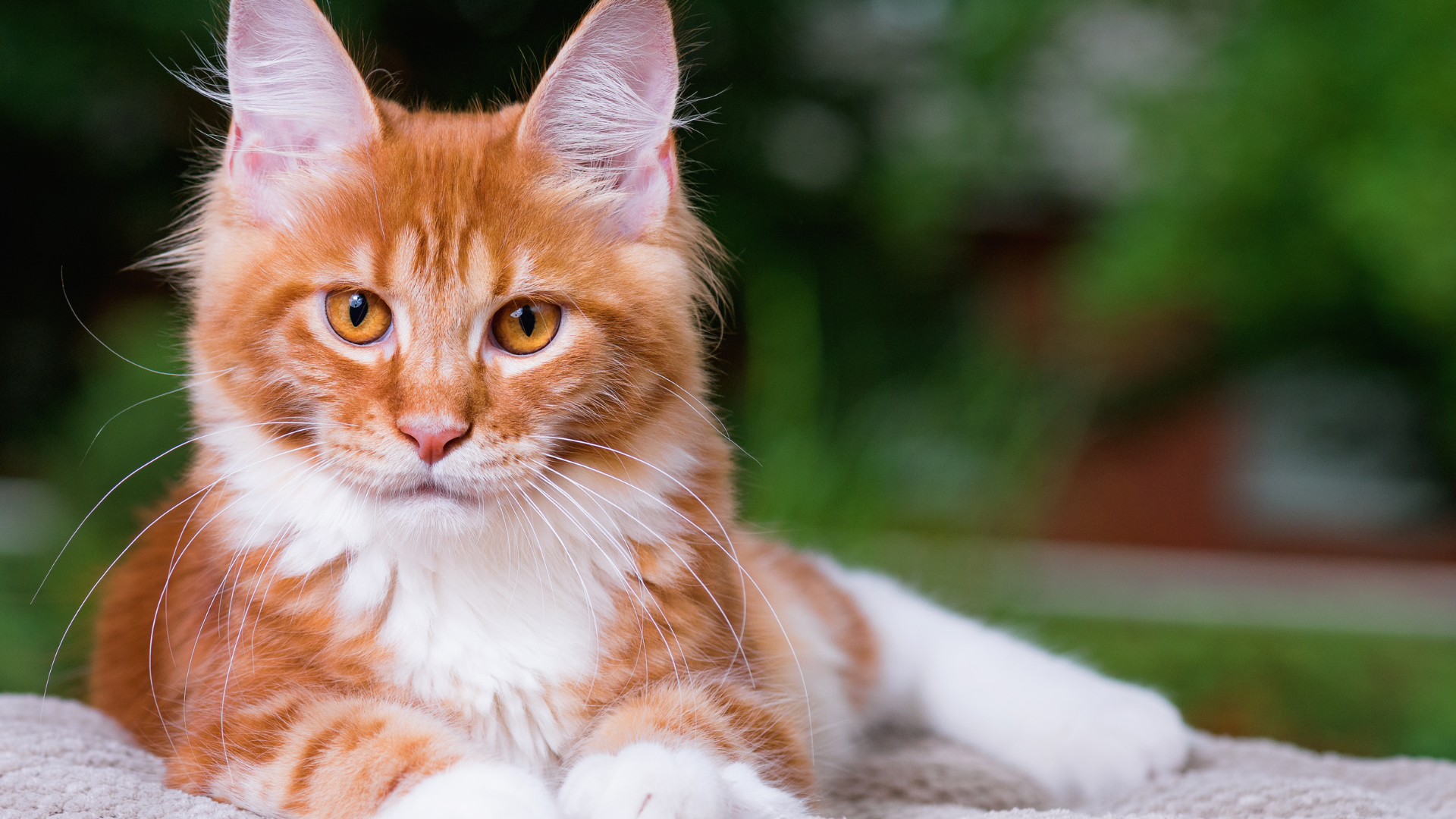  Le Maine Coon : majesté et douceur du géant américain