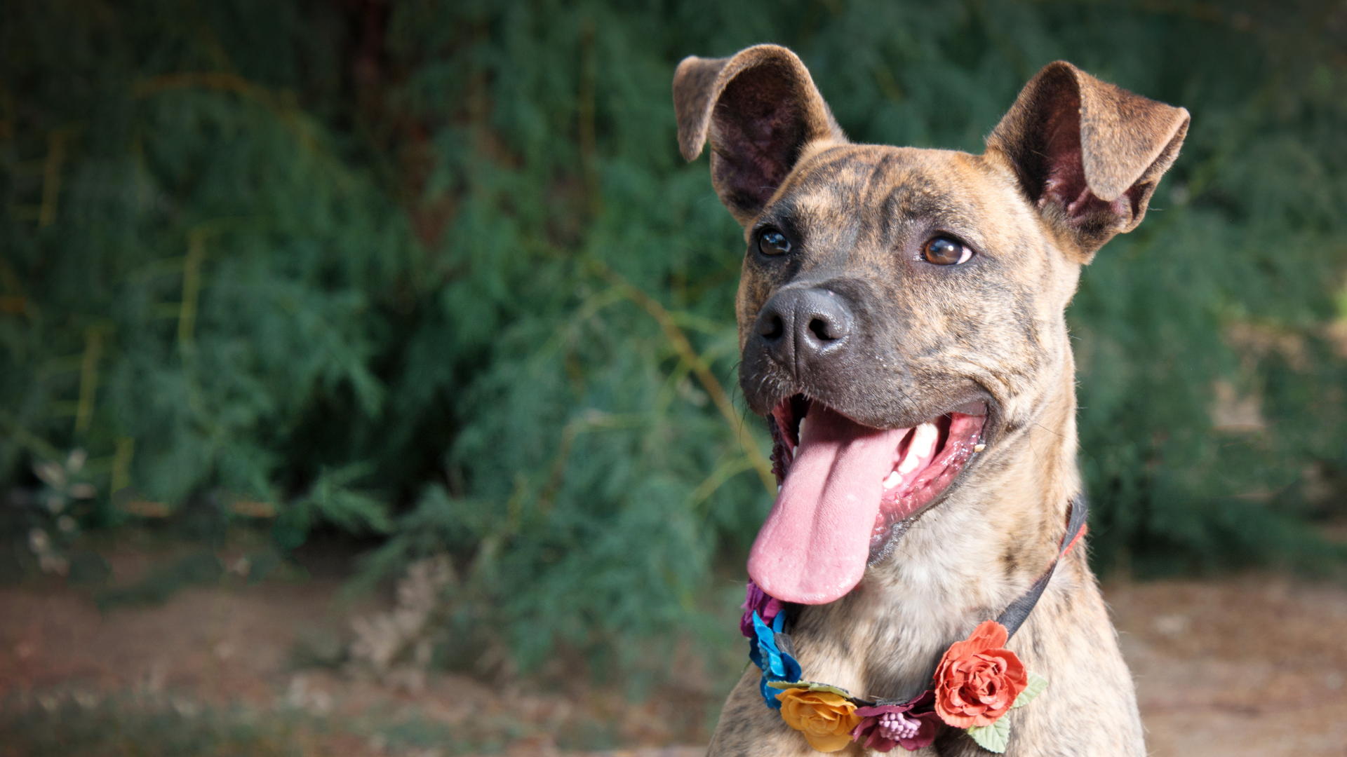 Le chien croisé : éloge de l&rsquo;unicité et de la diversité canine