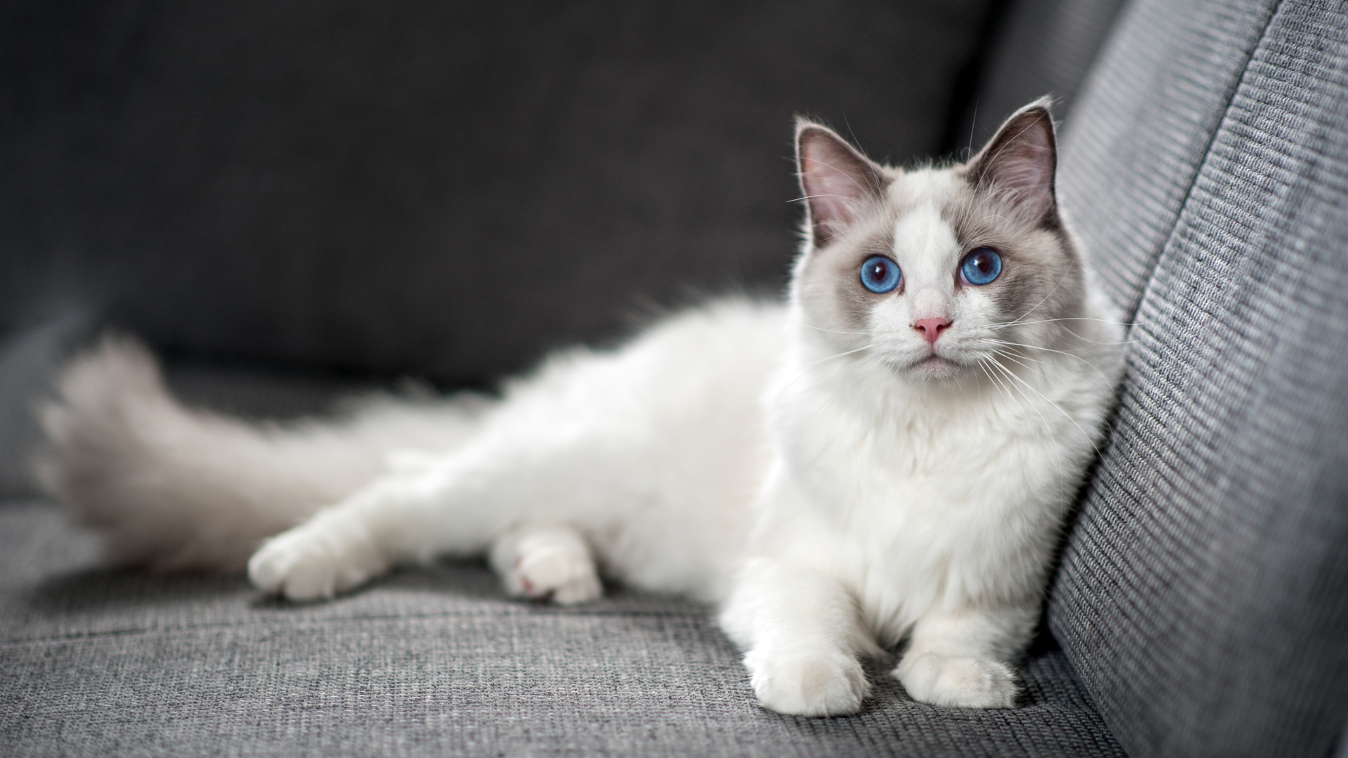 Le Ragdoll : tout savoir sur ce chat de race au tempérament de peluche
