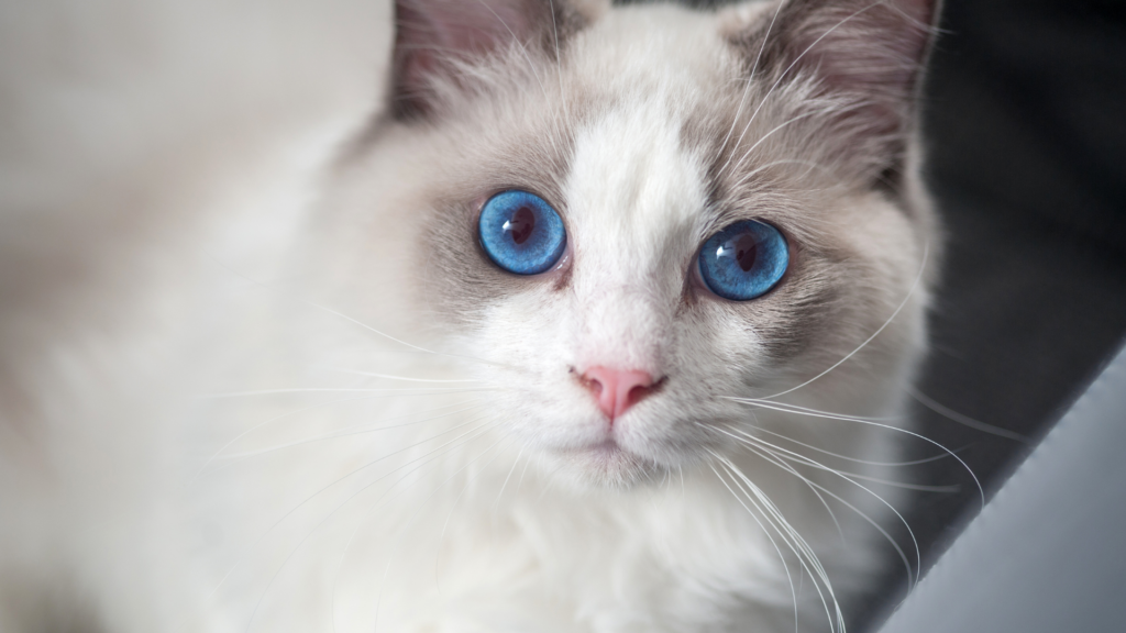 Ragdoll vue de prés