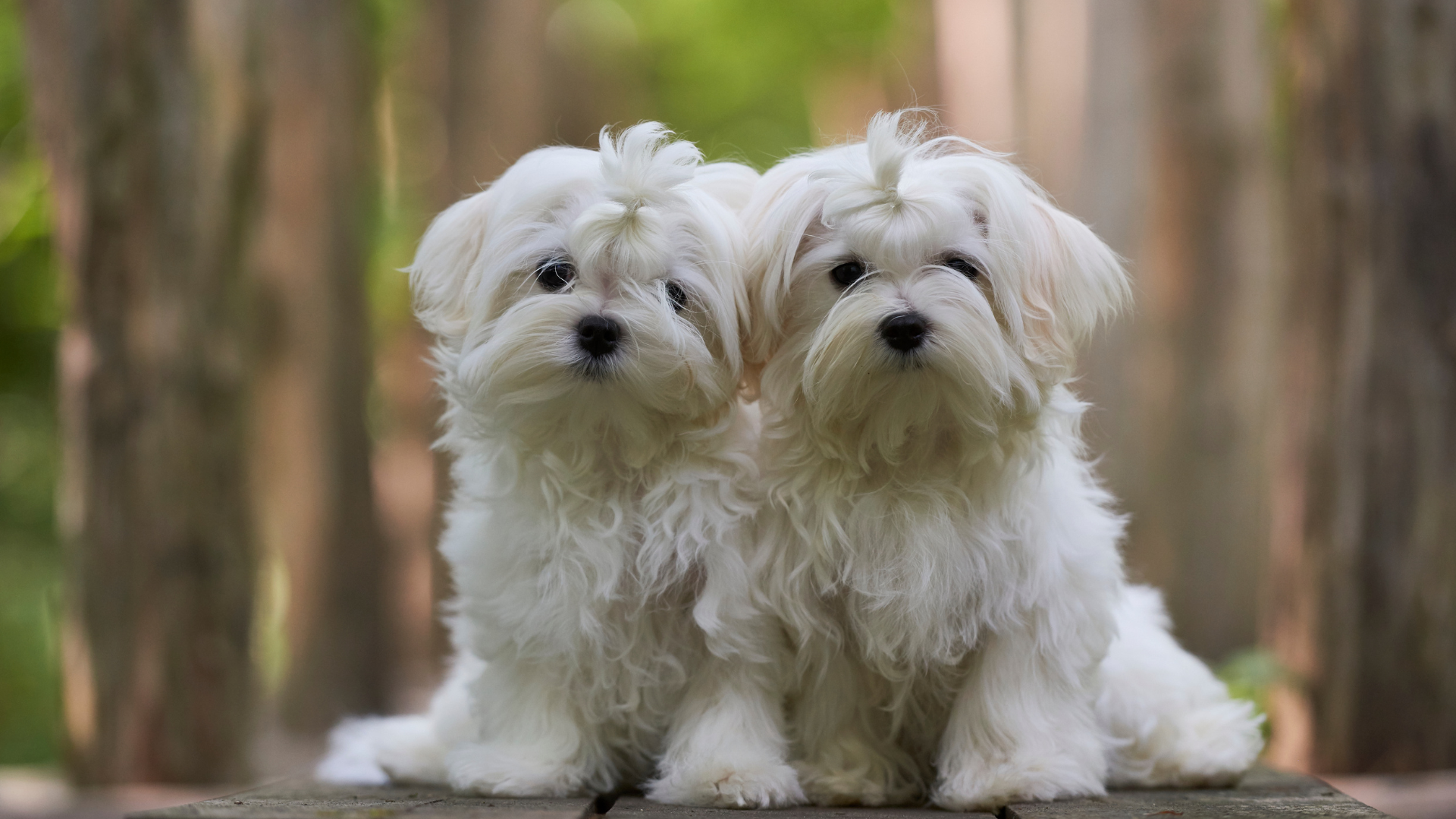 L’accouplement du chien : le guide complet et accessible de la reproduction canine