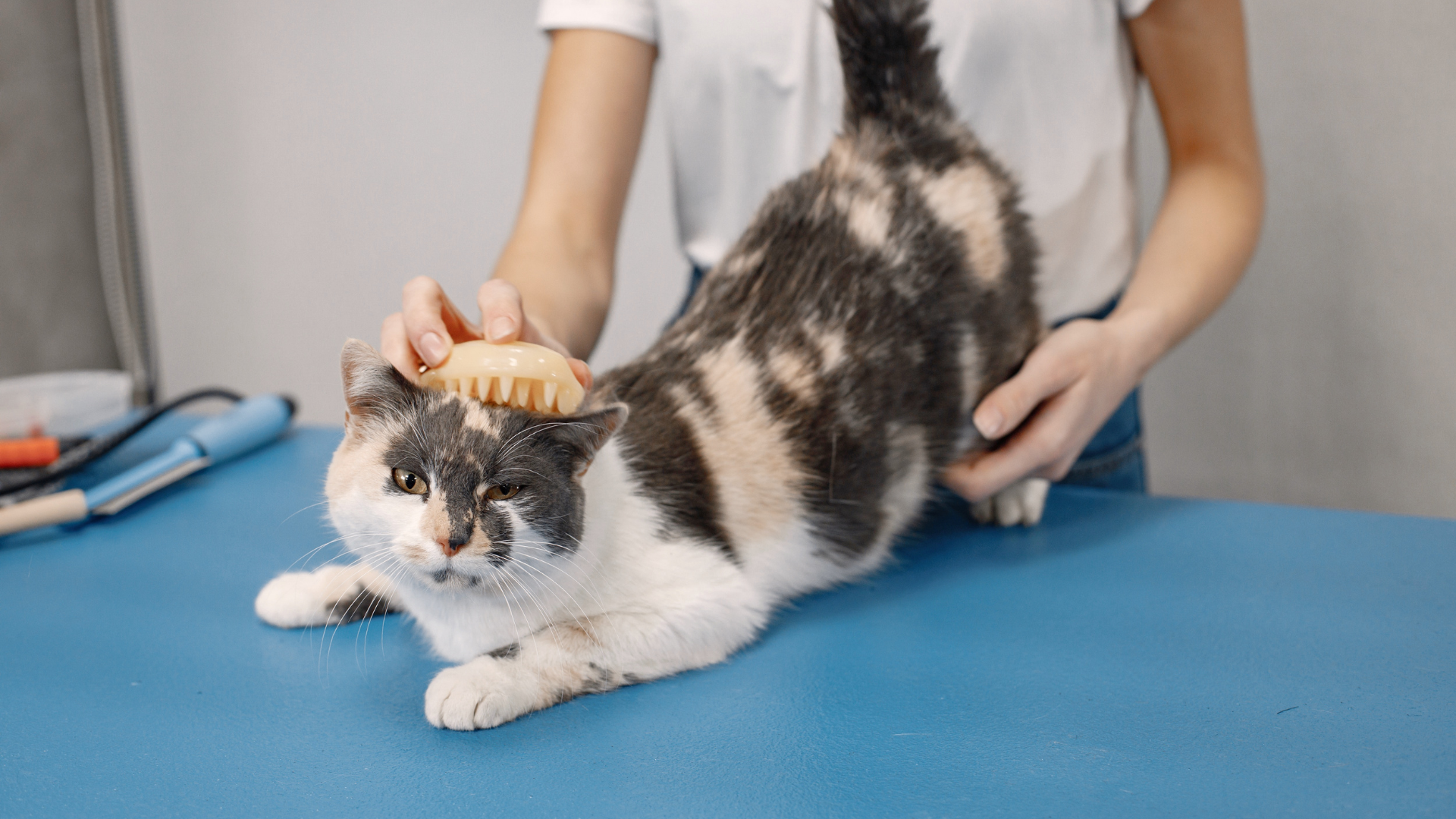 Pellicules chez le chat : causes, solutions et quand s’inquiéter