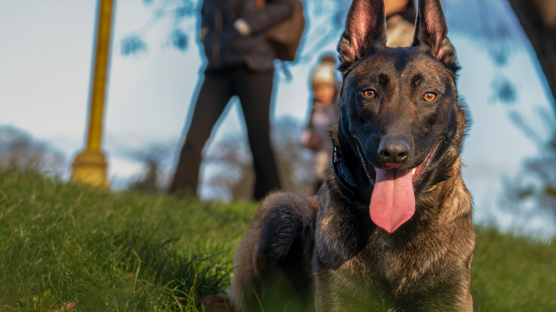 Berger Belge Malinois : tout savoir sur ce chien exceptionnel