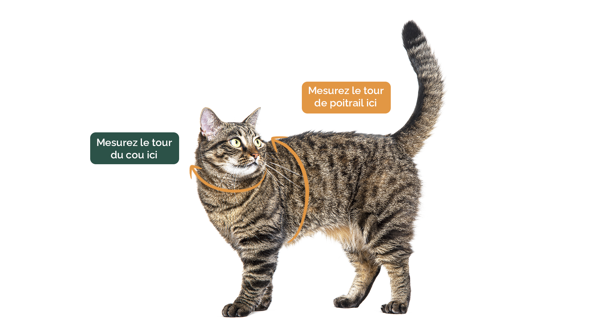 Illustration montrant comment mesurer un chat pour un harnais : flèches indiquant le tour de cou et le tour de poitrail.