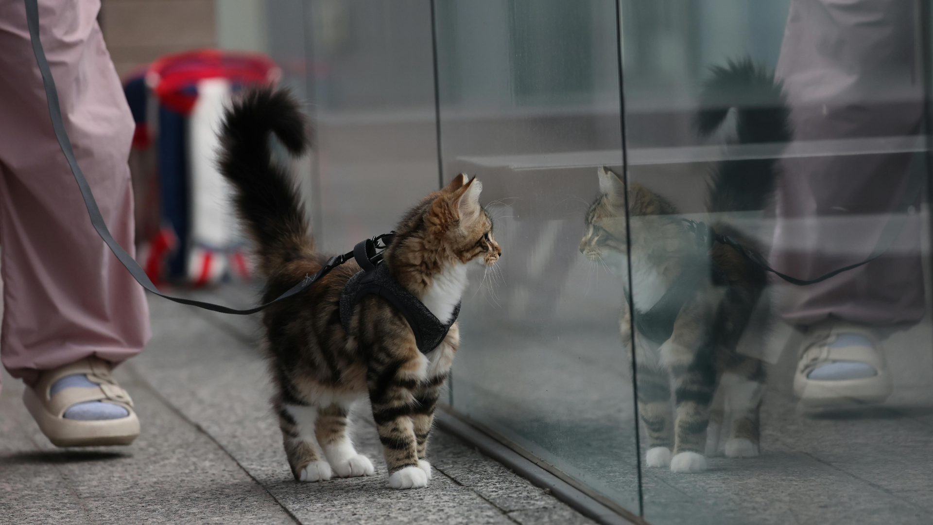 Harnais chat : Bienfaits, risques et conseils d’expert pour une exploration sécurisée