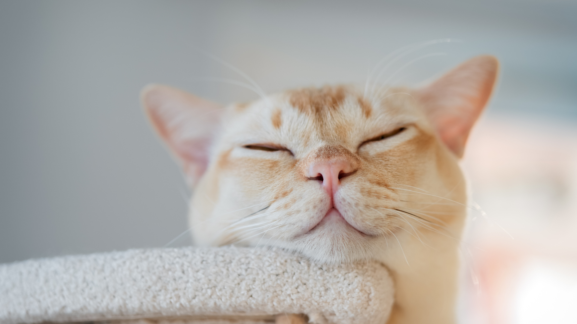 Vermifuge chat : quand, pourquoi et comment vermifuger efficacement votre félin